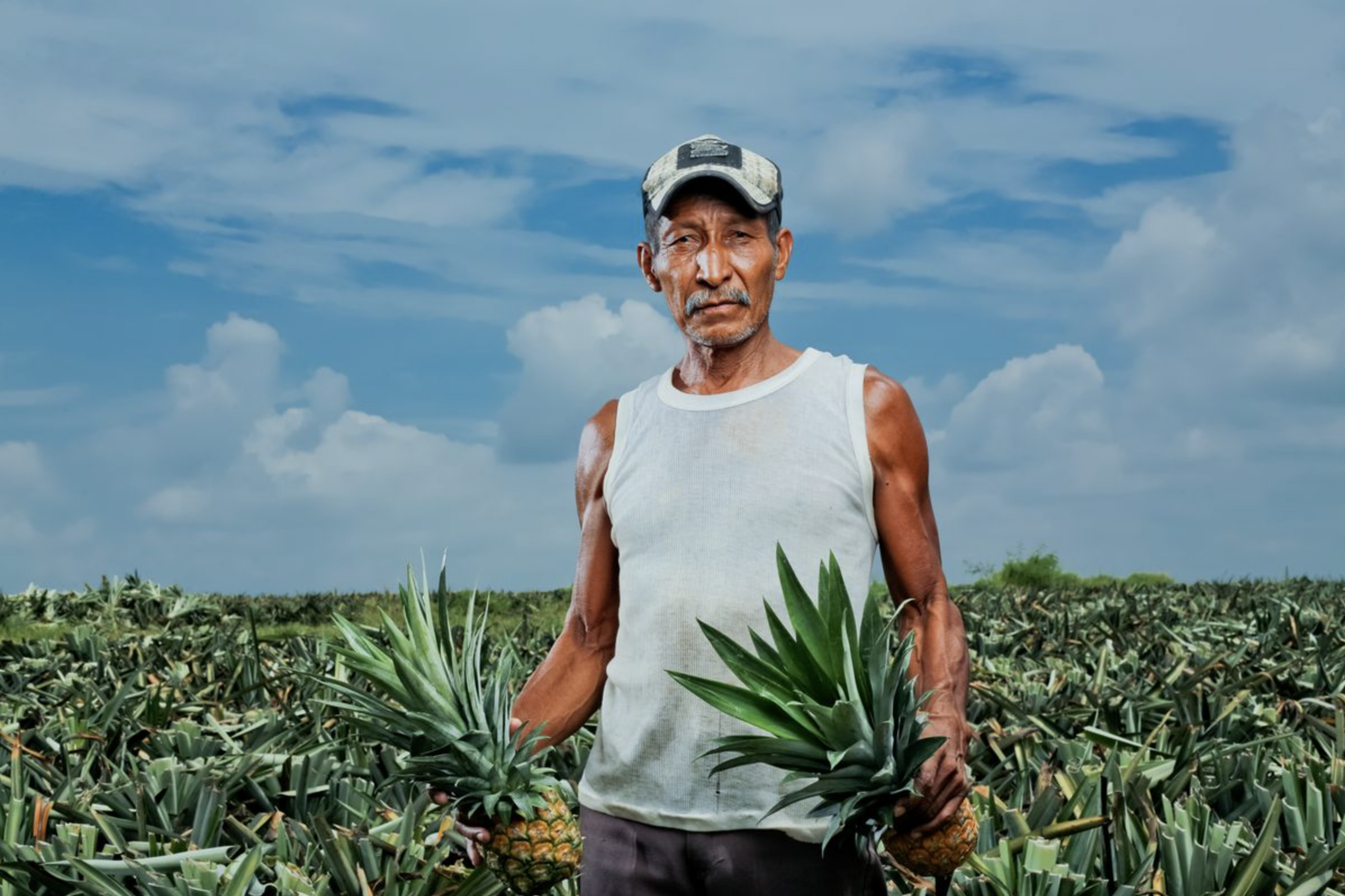 Pineapple-farmer