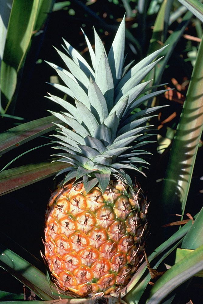 Pineapple-sustainability