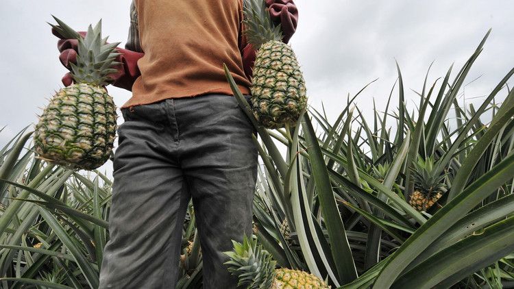 ourstory-pineapple-farmer