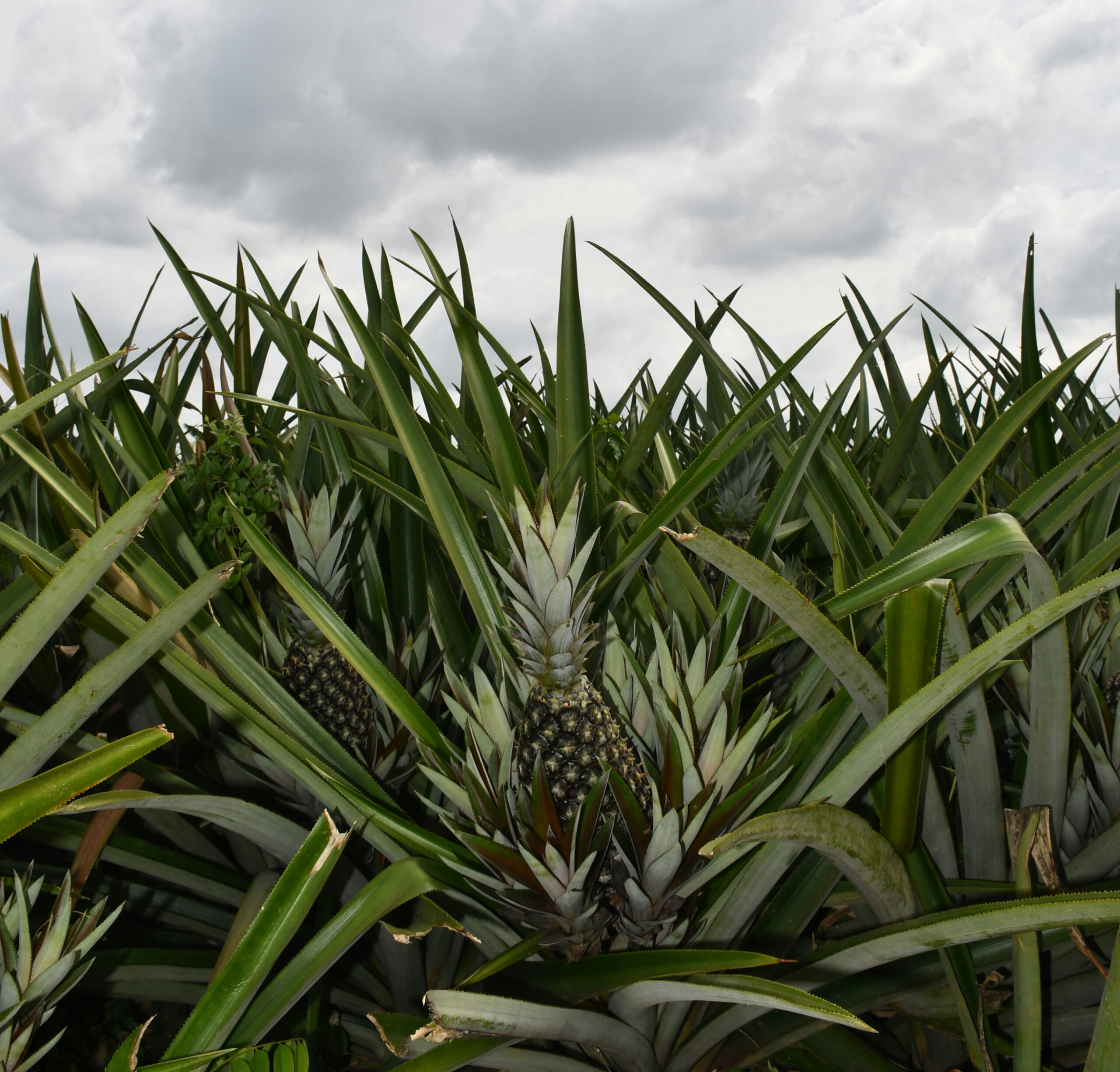sustainable-pineapple-plant